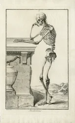 Anatomy - Anatomical Study of a Skeleton